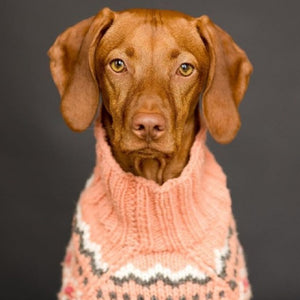 Dog wearing a peach and gray knitted sweater with a pattern on a dark background
