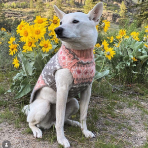 Dog wearing a peach and gray sweater sitting among yellow flowers 
