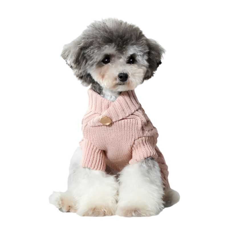 Cavapoo wearing Red Cross Neck Button Cable Knit Dog Sweater