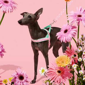 Italian Greyhound in Pink Daisy Floral Dog Harness & Leash Set