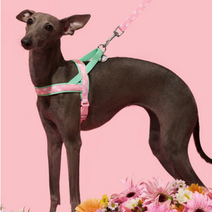 Italian Greyhound in Pink Daisy Floral Dog Harness & Leash Set