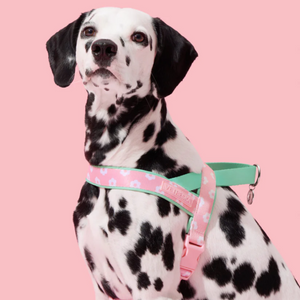 Dalmation wearing Pink Daisy Floral Dog Harness