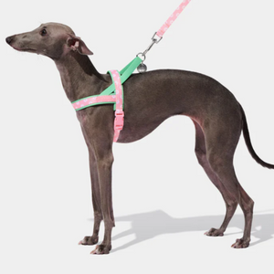 Italian Greyhound in Pink Daisy Floral Dog Harness & Leash Set