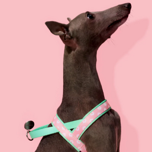 Italian Greyhound in Pink Daisy Floral Dog Harness