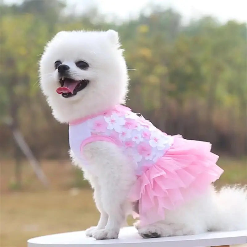 Pomeranian wearing purple floral lace chiffon dog tutu dress.