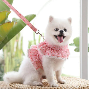 Small white dog wearing a pink harness  with a leash, standing on a woven surface with greenery in the background.