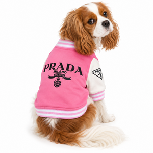 Cavalier King Charles wearing Pink Prada varsity dog jacket with white sleeves pink and white striped trim and black designer-inspired graphic