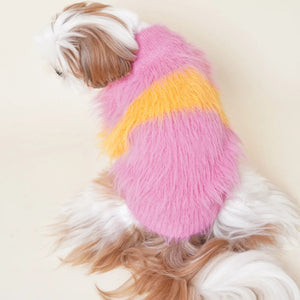 Dog wearing a colorful, fluffy sweater on a plain background