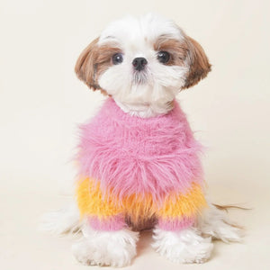 Small dog wearing a colorful pink weater on a light background
