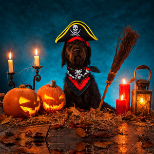 A black dog dressed as a pirate sits in a Halloween-themed setting with carved pumpkins, lit candles, a broom, lantern, and a dark blue backdrop. The dog wears a yellow-trimmed black pirate hat and a red-and-black bandana with a skull-and-crossbones pattern.