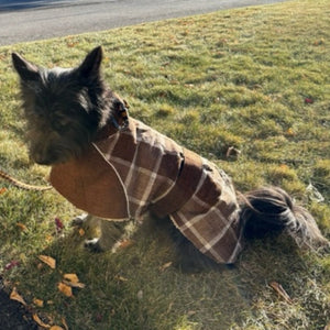 Terrier mix wearig the Dark Brown Plaid Lodge Hunting Coat.