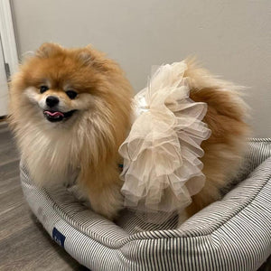 Pomeranian wearing Fancy Bridal dog dress in off-white