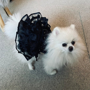 Pomeranian in Bling Black Dog Party Dress