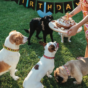 Dog birthday parties call for dog birthday collars.