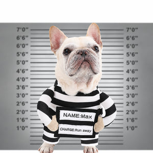 Dog wearing funny black and white striped prisoner Halloween costume with stuffed arms and personalized name and charge ID panels