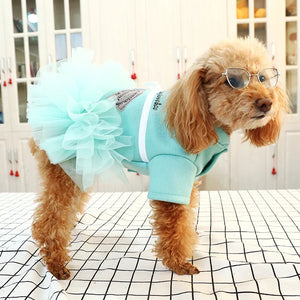 Goldendoodle wearing a light blue dog tutue dress with white bow