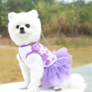 Pomeranian wearing Purple Floral Lace Chiffon Dog Tutu Dress