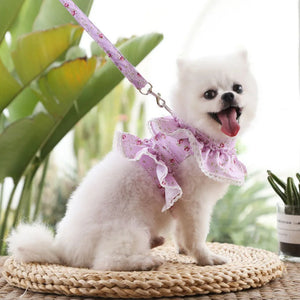 Small white dog wearing a puprle dog harness and leash set, sitting on a woven mat with plants in the background.
