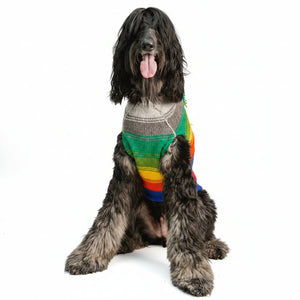 A long-haired black dog wearing a colorful striped knit sweater, sitting against a solid white background.