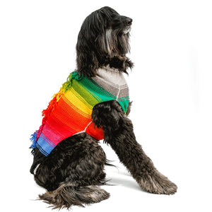 Dog wearing a colorful rainbow sweater on a white background