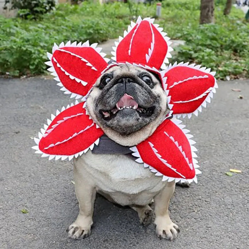 French bulldog wearing Halloween Red Cannibal Flower Hat.