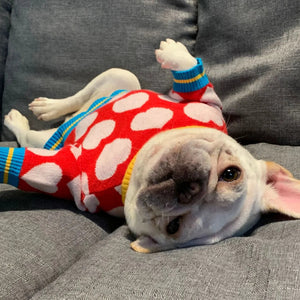 French bulldog wearing Heart Dog Sweater