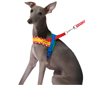 Italian Greyhound in Red Polka Dot Chroma Dog Harness & Leash Set