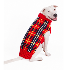 Pitbull wearing a red tartan dogsweater on a white background