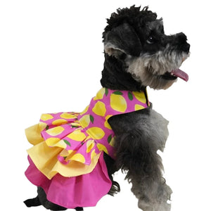 Pink Lemon Ruffled Dog Dress fits small breeds like this Schnauzer