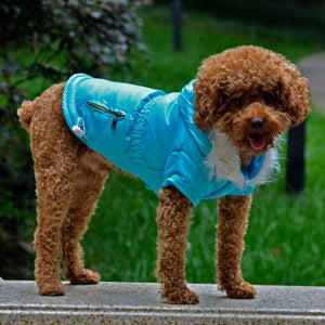 Toy Poodle in Blue Vibrant Hooded Parka Small Dog Coat