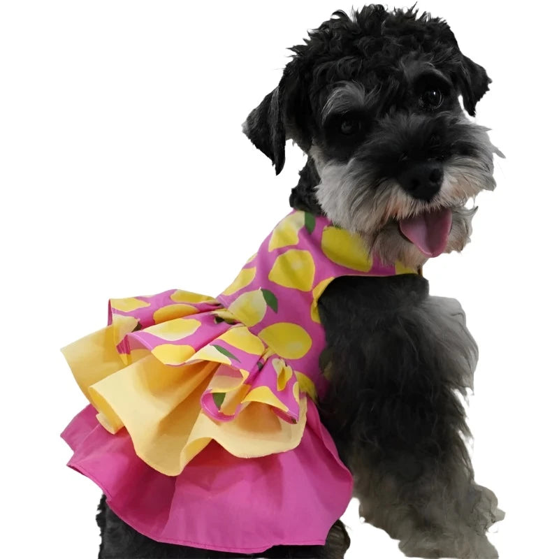 Schnauzer wearing Pink Lemon Ruffled Dog Dress.