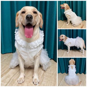 Yellow lab wearing Large Dog Wedding Dress in white, features tulle skirt, lace neckline and white bow