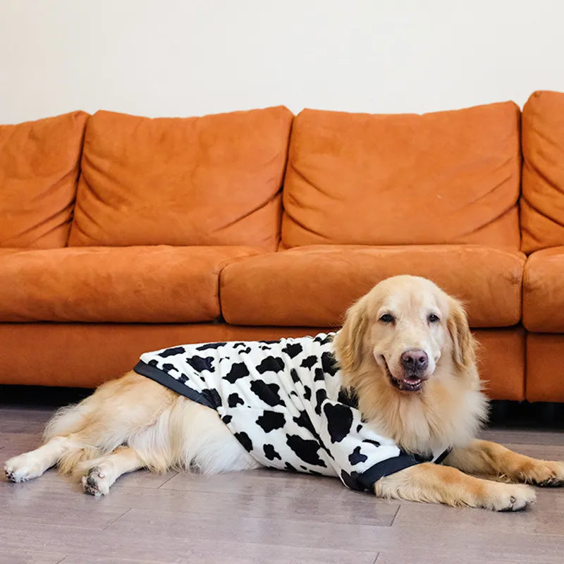 Golden Retriever wearing Large Dog Cow Costume.