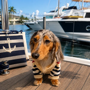 Dachshund wearing a red, white and blue striped cardigan sitting on a dock in front of yachts.