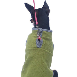 Green fleece dog vest on Miniature Pinscher.