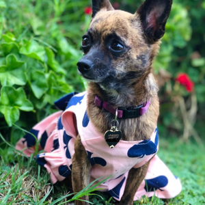 Designed for small dogs, this stunning Spades Dog Party Dress is perfect for weddings and garden parties.
