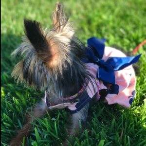 Yorkshire Terrier wearing Spades Dog Party Dress.