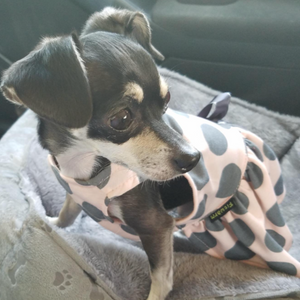Chihuahua puppy in Gray Polka Dot Party Dress