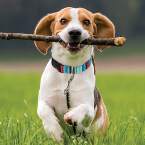 Beagle wearing Sutton Stripe dog collar