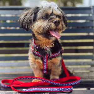 Terrier wearing Americana Stars Dog Harness & Leash Set