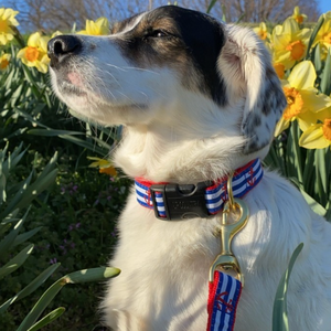Rescue dog wearing Anchors Aweigh dog collar and leash set