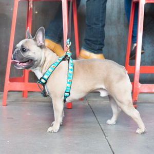 Bulldog wearing Beer Dog Harness & Leash Matching Set at a pub