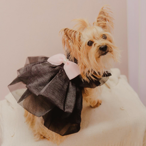 Black Princess Dog Party Dress fits small dogs like this Yorkshire Terrier.