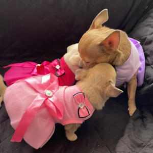 This sweet bow dog dress fits small breeds like these Chihuahuas