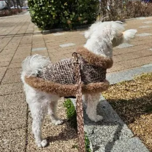 Dog wearing Tres Chic Brown Tweed Dog Coat, Cap & Leash Set