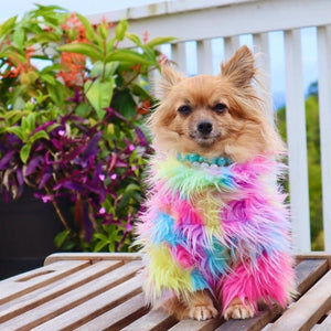 Pomeranian wearing multicolored rainbow faux fur dog sweater