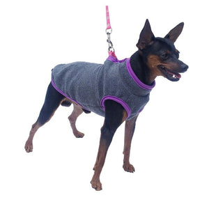 Grey fleece dog vest on Miniature Pinscher.