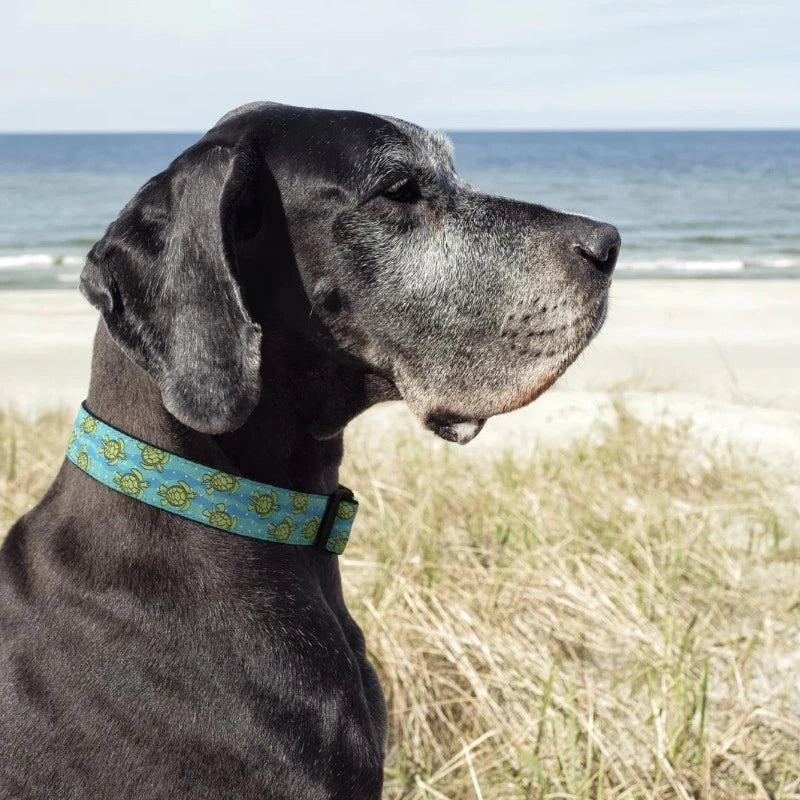 Up Country Sea Turtle Dog Collar & Leash Matching Set