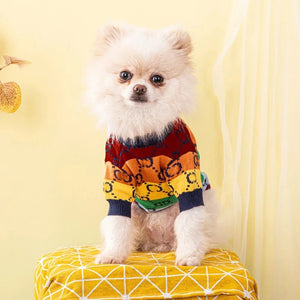Pomeranian wearing Luxury Designer-Inspired Gucci Rainbow Logo Sweater