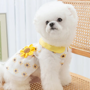 Yellow Daisy Dog Dress on Bichon